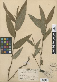 Media resource of Persicaria mesochora