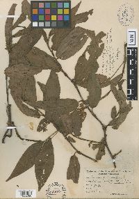 Persicaria amphibia image