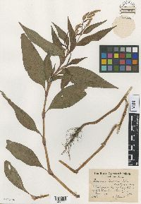 Persicaria lapathifolia image