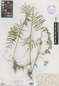 Polemonium occidentale image