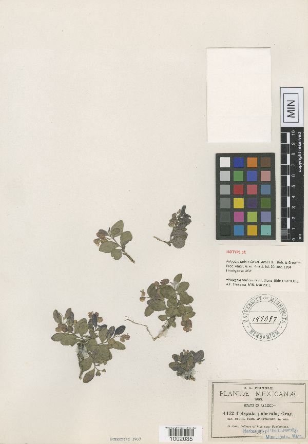 Polygala robinsonii image