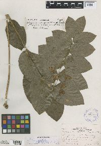 Polygonatum biflorum image