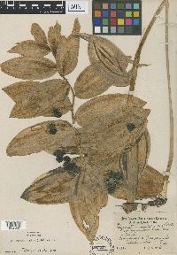 Polygonatum biflorum image