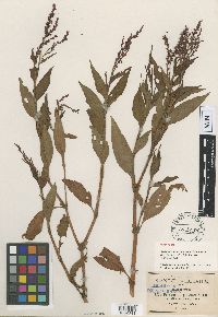 Persicaria punctata image