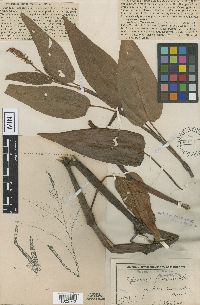 Persicaria amphibia image