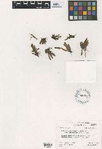 Thumbnail image of current specimen