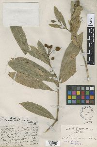 Media resource of Pittosporum helleri