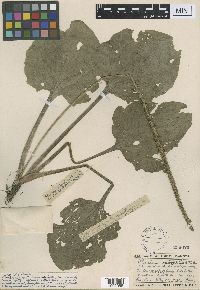 Plantago major image