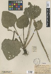 Plantago major image