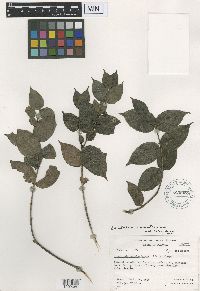 Image Associated With the Occurrence