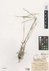 Poa bolanderi image