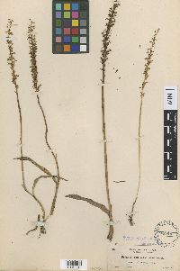 Image of Piperia transversa