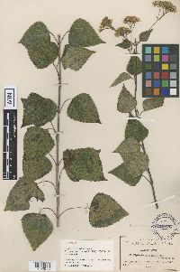 Thumbnail image of current specimen