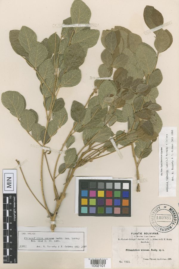 Albizia tubulosa image