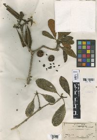 Media resource of Pittosporum halophiloides