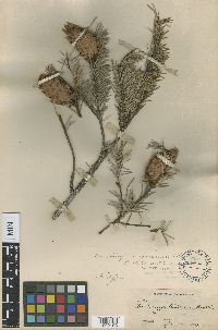 Pseudotsuga menziesii image