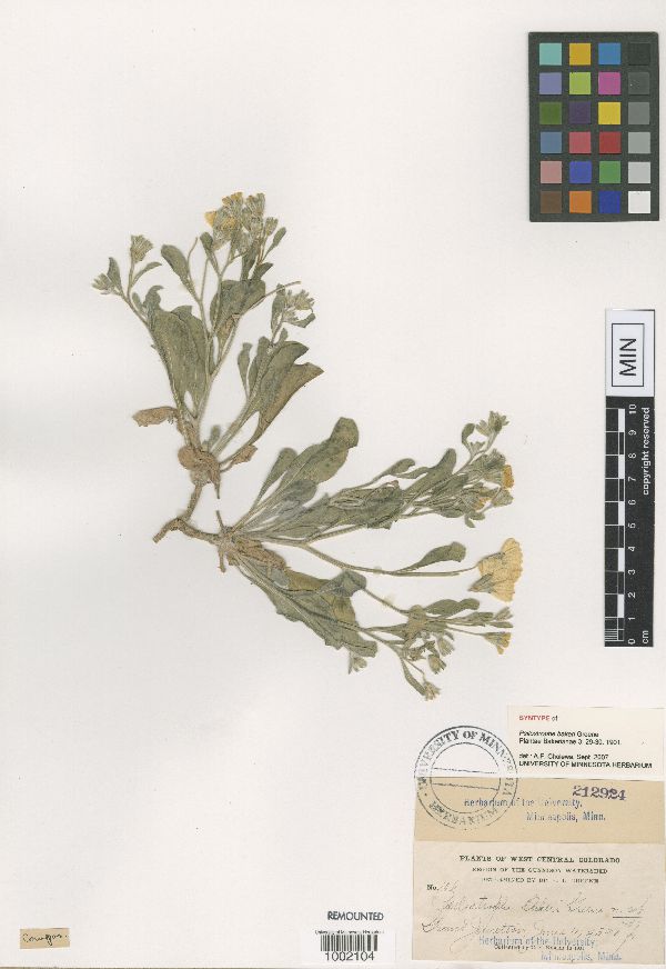 Psilostrophe bakeri image