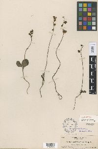 Image of Pyrola picta
