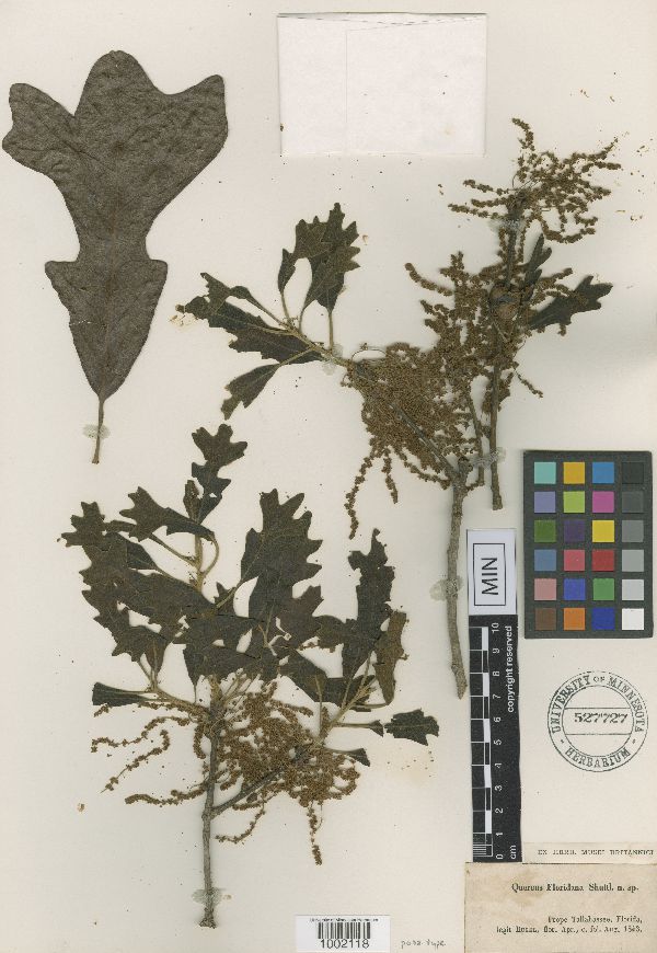 Quercus floridana image