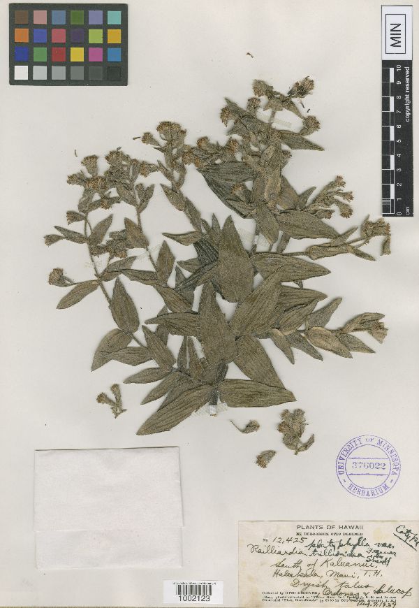 Railliardia platyphylla var. tillioidea image