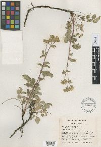 Media resource of Drymocallis campanulata