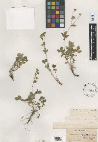 Media resource of Drymocallis rhomboidea