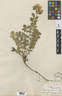 Media resource of Drymocallis fissa