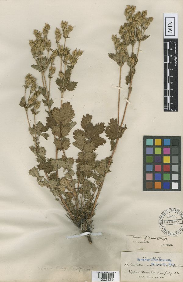 Drymocallis fissa image