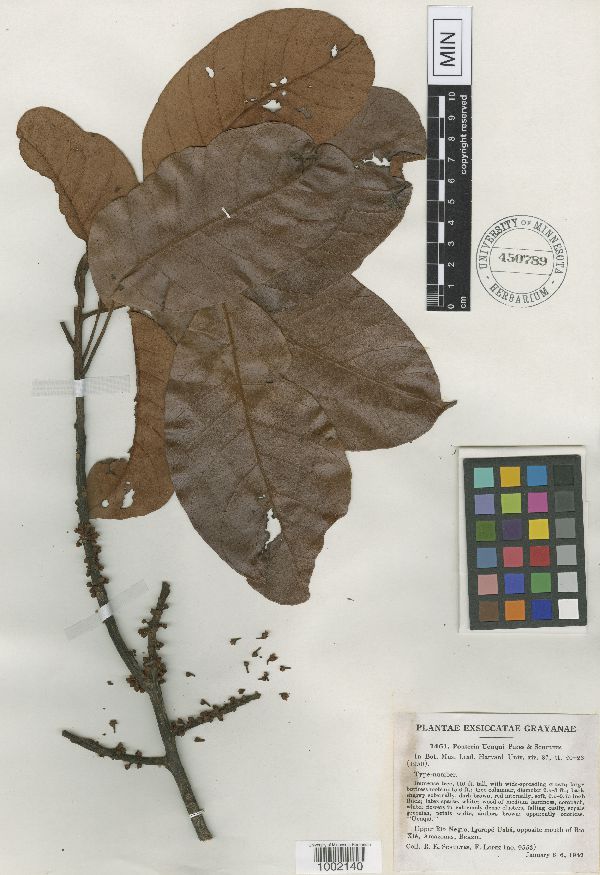 Pouteria ucuqui image