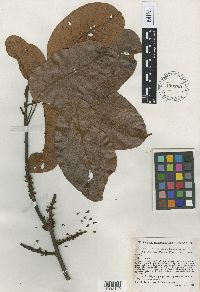 Media resource of Pouteria ucuqui