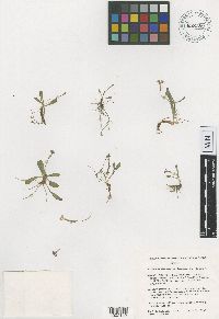 Media resource of Primula capillaris