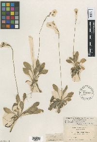 Media resource of Primula laurentiana