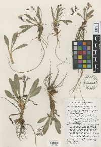 Media resource of Primula cusickiana