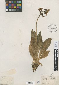 Media resource of Primula parryi