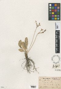 Media resource of Primula rusbyi