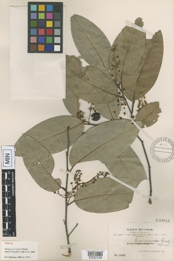 Prunus guanaiensis image