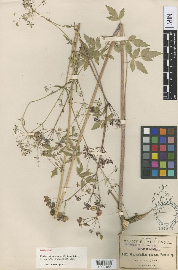 Rhodosciadium glaucum image