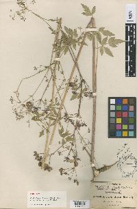 Image Associated With the Occurrence