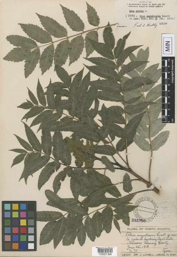 Rhus angustiarum image