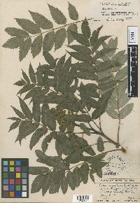 Media resource of Rhus angustiarum