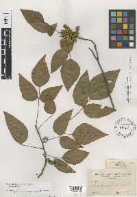 Toxicodendron radicans image