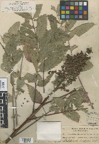 Media resource of Rhus hapemanii