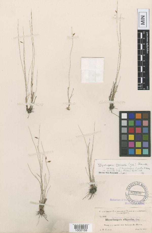 Rhynchospora breviseta image
