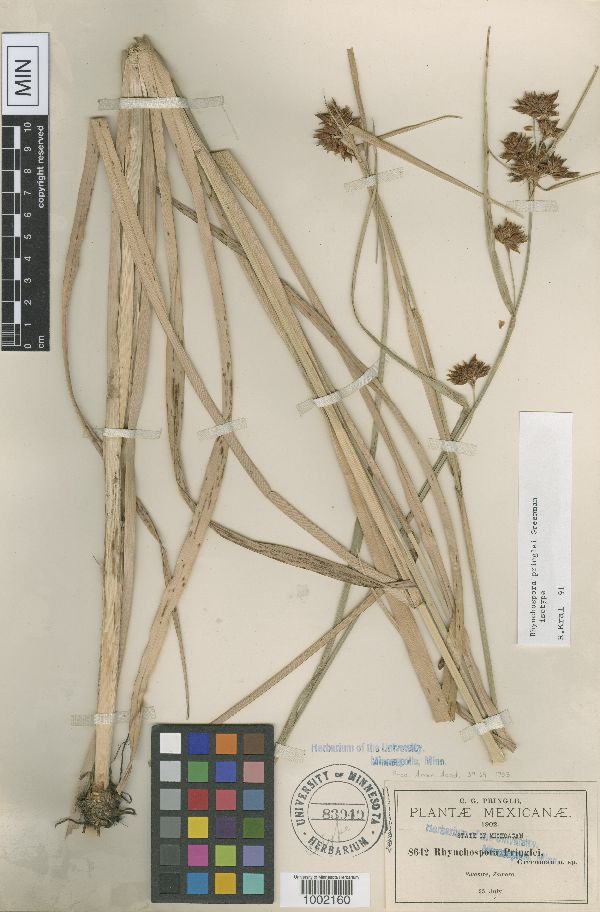 Rhynchospora scutellata image