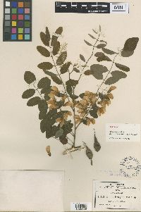 Robinia pseudoacacia image