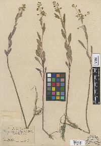 Rorippa palustris subsp. palustris image