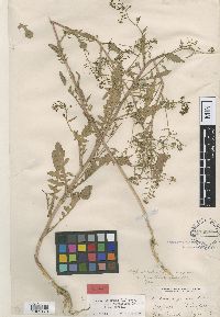 Rorippa palustris subsp. palustris image