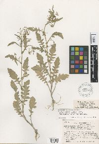 Rorippa palustris subsp. hispida image