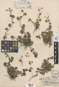 Image of Ranunculus gmelinii