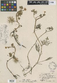 Ranunculus gmelinii image